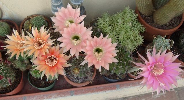 96-echinopsis12.jpg